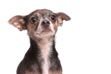 Chihuahua dog portrait