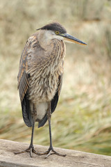 Great Blue Heron on Railing
