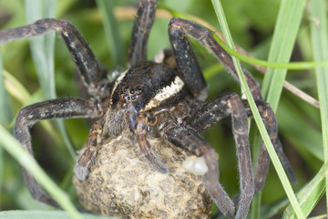 Raft spider, Dolomedes fimbriatus guarding eggsack