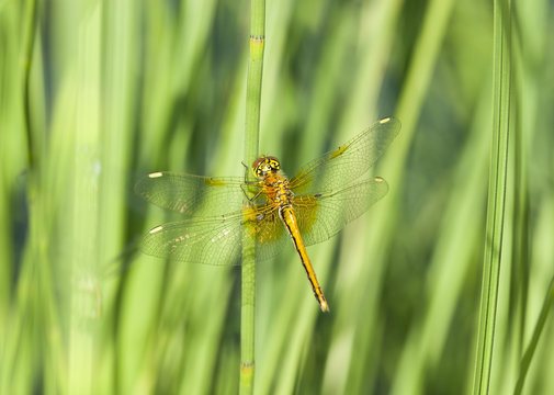 Dragonfly resting on reed, focus on head