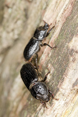 Mating Rhinoceros beetles, sinodendron cylindricum