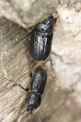 Mating Rhinoceros beetles, sinodendron cylindricum