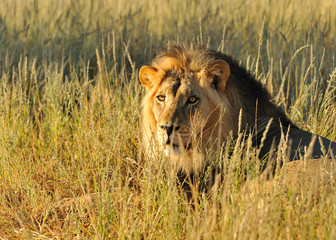 Lion du Kalahari
