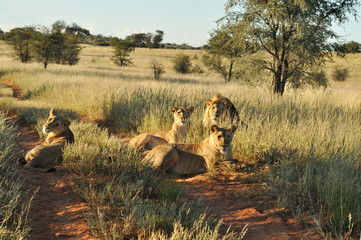 Lions du Kalahari