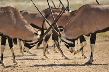 Bataille Oryx
