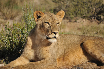 Lion du Kalahari