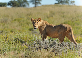 Lionne du Kalahari
