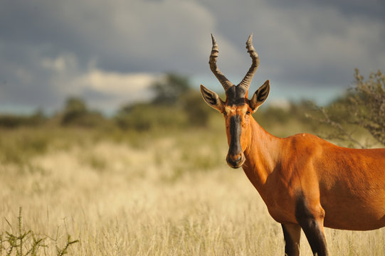 Bubale  dans l'orage