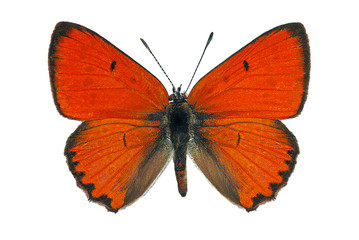 Fototapeta premium Samiec dużej miedzi (Lycaena dispar), zagrożony wyginięciem motyl