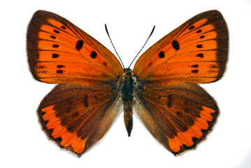 Female of Large Copper (Lycaena dispar), endangered butterfly