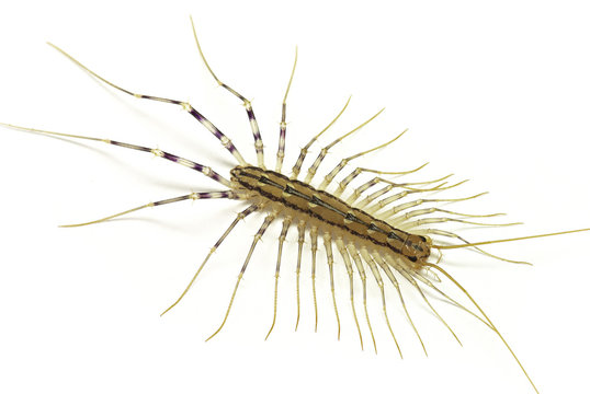 House centipide (Scutigera coleoptrata)