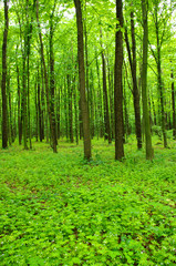 Fototapeta premium green forest