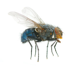 fly on a white