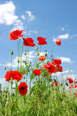 red poppies