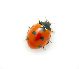 Ladybug