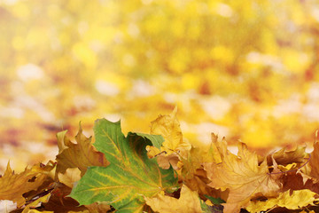dry autumn maple leaves on yellow background