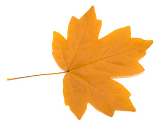 autumn maple leaf