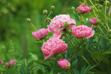 Naklejka premium Pink Peony