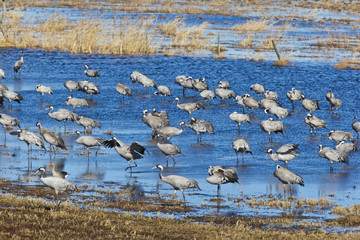 Common Cranes standin in lake