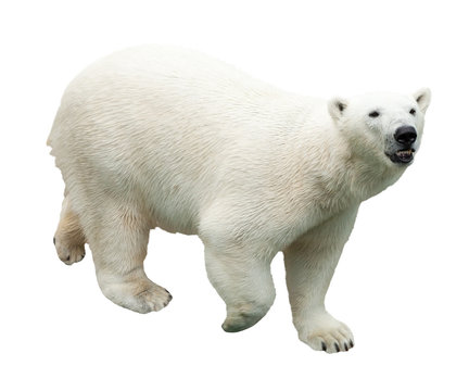 polar bear. Isolated over white