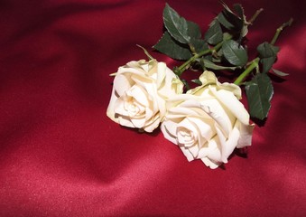 Weiße Rosen auf Satin