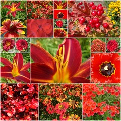 Obraz premium Collage von verschiedenen Blumenfotos
