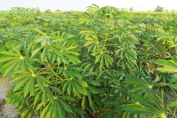 Acres of cassava