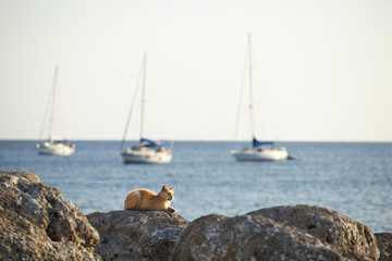 Kot w porcie w Grecji, na Rodos, obserwujący jachty
