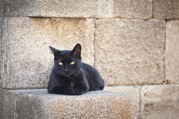 Piękny czarny kot w Grecji, na Rodos © sitriel