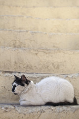 Piękny kot w Grecji, na Rodos © sitriel