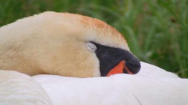 Schwan