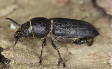 Spondylis buprestoides sitting on tree, macro photo
