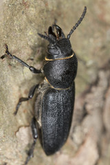 Spondylis buprestoides sitting on tree, macro photo