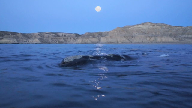 Southern right whales close, full moon scene