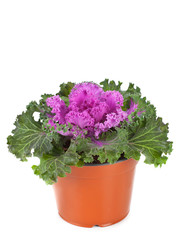 Pianta di cavolo ornamentale