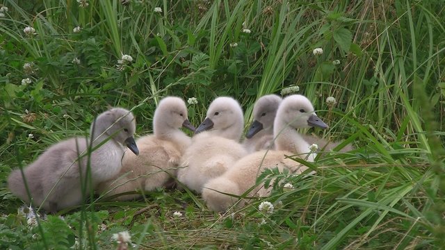 Schwank&uuml;ken im Gras