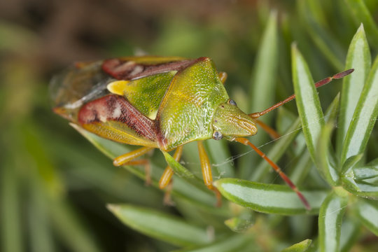 acanthosoma haemorrhoidale, macro photo