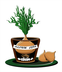 onion home-grown in pot