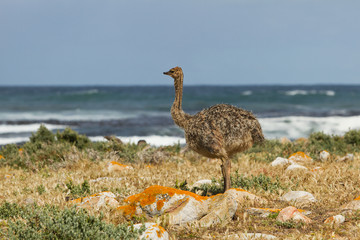 Strau&szlig;en Baby Ostrich