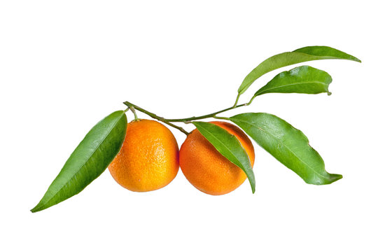 fresh mandarin with leaf isolated on white