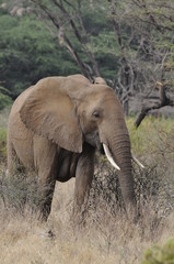 Fototapeta na wymiar Słoń afrykański w parku Masai Mara, Kenia