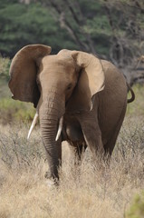 Fototapeta na wymiar Słoń afrykański w parku Masai Mara, Kenia