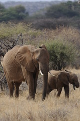 A mother elephant  walks with her calf in Masai Mara