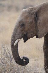 African elephant in the Masai Mara Park, Kenya