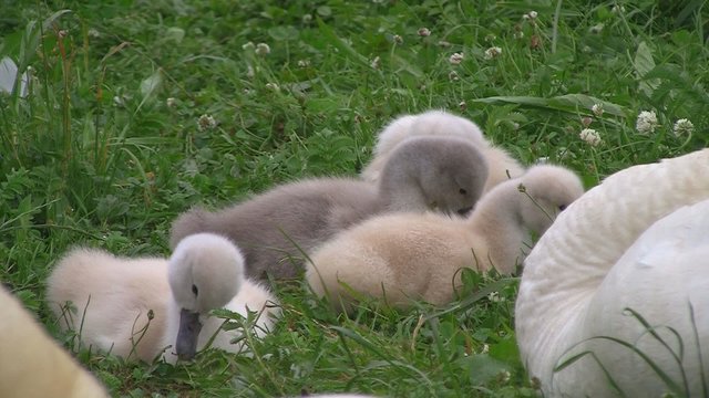 Schwank&uuml;ken im Gras