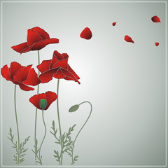 summer poppies