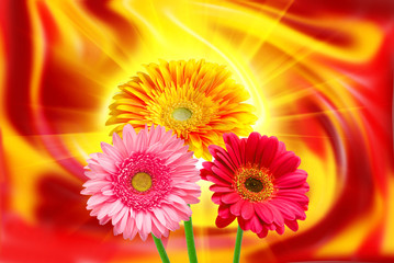 Gerber flower on lighten background