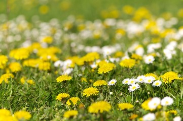 Obraz premium Blumenwiese, Taraxacum, Bellis perennis