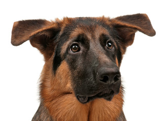 German shepherd