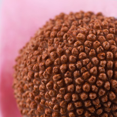 Fruto de pl&aacute;tano de sombra